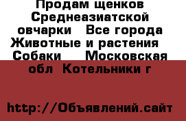 Продам щенков Среднеазиатской овчарки - Все города Животные и растения » Собаки   . Московская обл.,Котельники г.